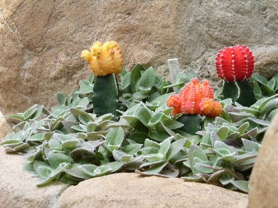 [Large yellow and orange blooms atop small cactuses.]